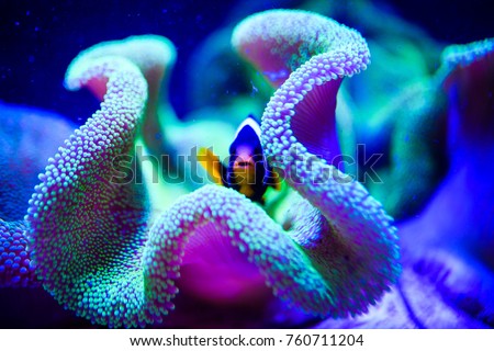Wonderful and beautiful underwater world with corals and tropical fish. Royalty-Free Stock Photo #760711204