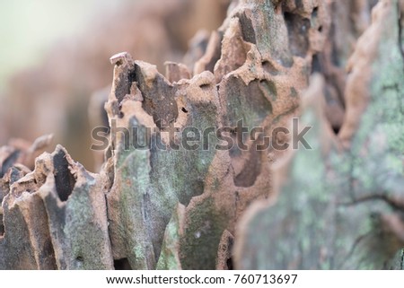 a blur picture of wood pattern closeup