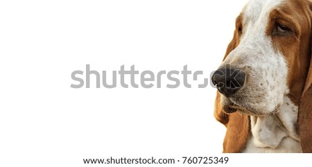 Dog Basset Hound ready for ads on white background horizontal