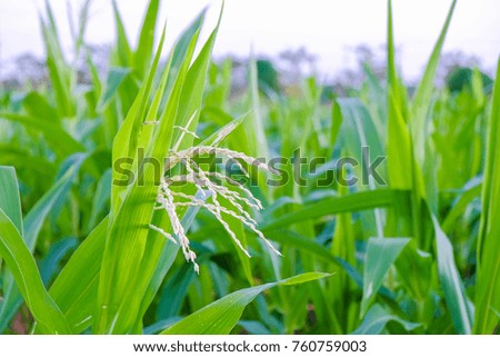 a front selective focus picture of organic corn flowers in agriculture field.
