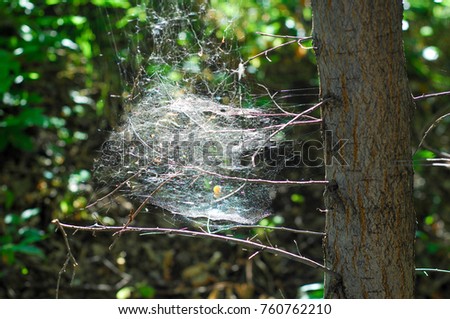 Spider web on the knots of pine, summer photography