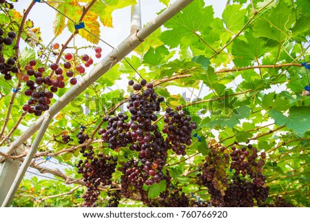 Red wine grape on tree branch fresh organic fruit