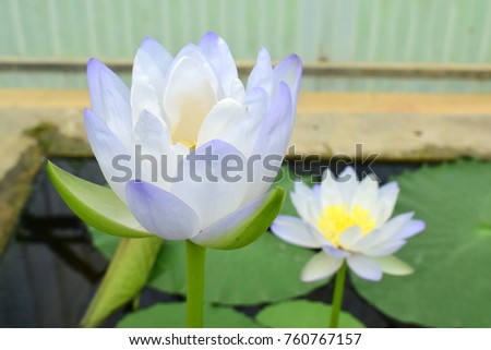 White purple lotus on the small pond with their leaves and beautiful nature