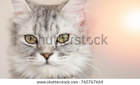 American shorthair cat kitten portrait closeup  with copyspace Royalty-Free Stock Photo #760767664