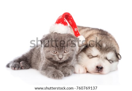 sleeping puppy and tiny kitten in red christmas hat. isolated on white background