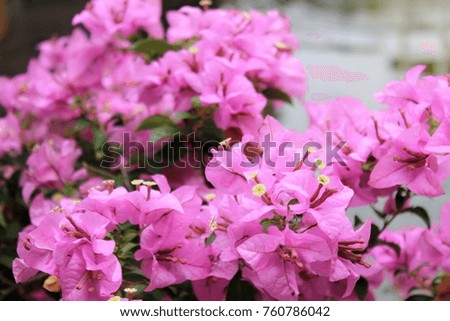 bougainvillea flowers for the background,Pink flowers,Paper flower 