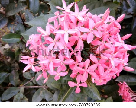 bunch of flower petals blossomed in a plant with beautiful colors and patterns 1025