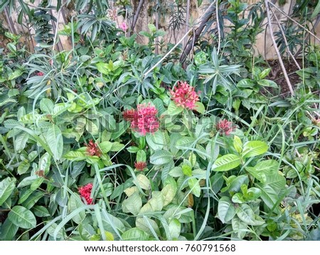 image of a plant with bunch of bloomed flowers with beautiful colors and textures 1040