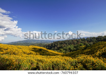 View point of Tithonia diversifolia flowers fields and blue sky as background.