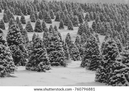 Black and White Image of a Douglas Fir Christmas Tree Farm Covered in a Blanket of Snow with Trees Shown is Soft-Focus in Background, Daytime - Willamette Valley, Oregon