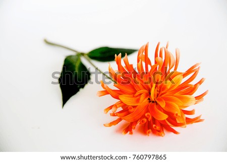 Image of a flower