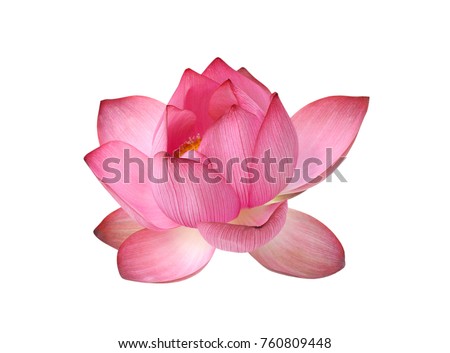 beautiful pink lotus flower isolated on white background Royalty-Free Stock Photo #760809448