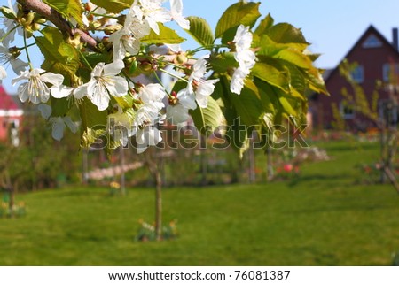 Bunches of cherry blossom