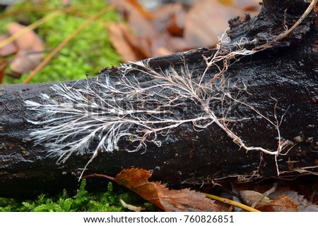 rizomorph mycelial cord on dead wood Royalty-Free Stock Photo #760826851