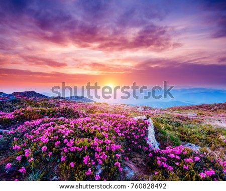 The magic rhododendron blossoms in springtime. Location Carpathian national park, Ukraine, Europe. Great picture of wild area. Scenic image of hiking concept. Explore the beauty of earth. Violet tone