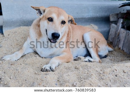 Thai dog with beauty smile is lying and looking forward. Concept for cute pets and healthy dog and can be used for food pet business. Blur picture.