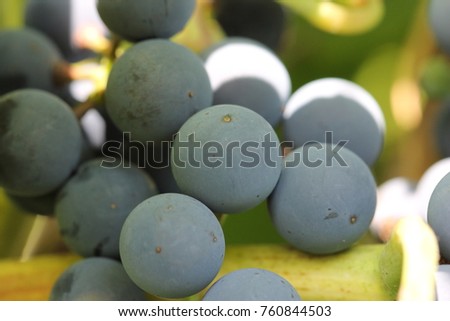 Macro of grape fruit covered with wine yeast. Crop production for the production of wine and cognac. Summer positive bright picture of juicy and useful fruit