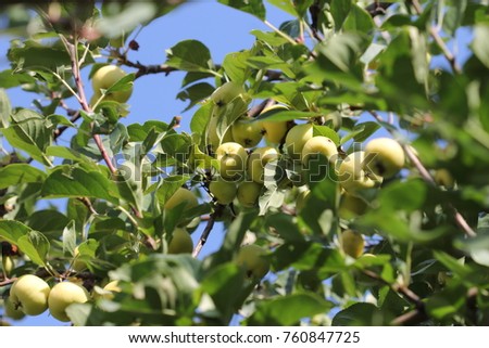 Macro of fruits of an apple tree against a blue sky. Crop production for the production of wine and fruit juices. Summer positive bright picture of juicy and useful fruit