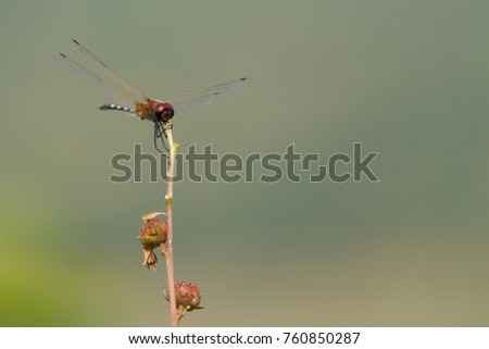 dragon fly pearched 