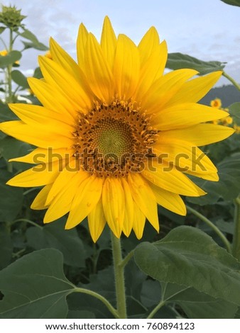 In winter is the time for sunflowers.