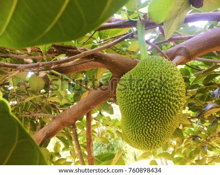 Fruit is jackfruit