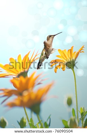 Ruby throated hummingbird approaching a group of African daisies reaching towards the sun.  Dreamy image with bokeh.
