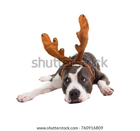 American pit bull terrier with New Year's horns of a deer on his head lies on a white background in studio.