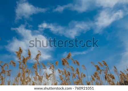 Ears with blue sky in the background