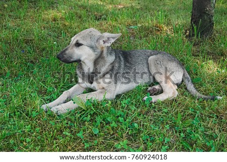 Cute grey dog portrait, close-up of mongrel puppy lying in the grass