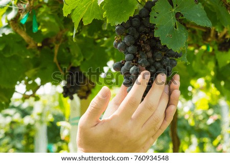 A bunch of grapes in farmer hands palms together in vineyard.