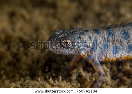 A newt is a salamander in the subfamily Pleurodelinae