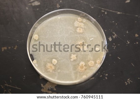 Image of a petri dish with numerous colonies of bacteria growing on its surface.
