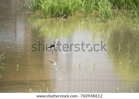 Natural ecology of birds Conceptual views of natural landscape Use as background or wallpaper