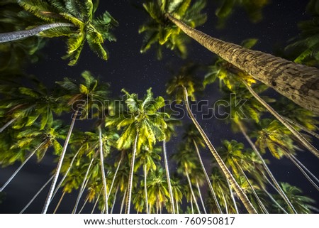 Palm trees at night against starry sky, photographed from below