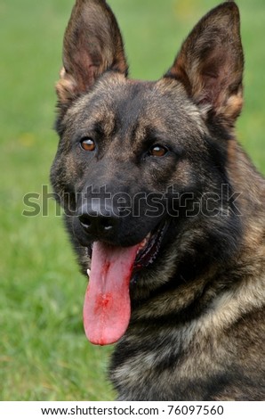 dog training german shepherd