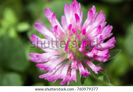 close up of pink red clover flower in green blurred background