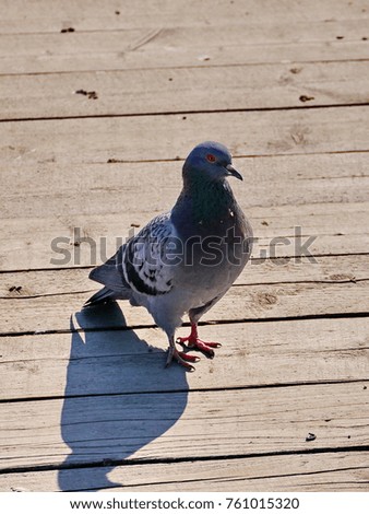 A pigeon on the wooden floor