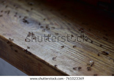 ants creep on wood