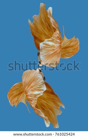 Fighting or Betta fish in gold color isolated on blue background, Close up as motion of tail in fine art design