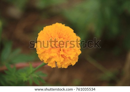 Yellow Gold Flower, Marigold in the garden.