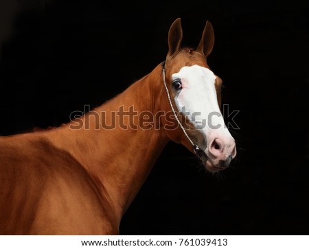 A face portrait of a grace red Quarter Horse with white stripe on the face, on black background. 