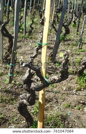 Etna vulcan vineyard on sand Nerello mascalese Nerello Cappuccio Caricante grape  no phylloxera plant