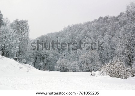 Winter landscape with frozen forest, winter snowfall