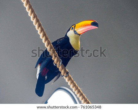 Toucan with large colorful bill
