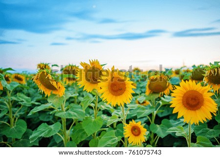 A plantation of beautiful yellow-green sunflowers after sunset at twilight against a beautiful light sky with fluffy clouds.