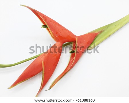 Bird of Paradise flowers isolated on a white background.