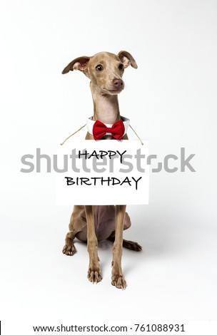 Italian Greyhound Piccolo dog portrait with chalkboard and letters. In study. Happy birthday