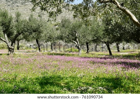 Spring meadow in Galaxidi Greece with thousands of colorful spring flowers, whte, yellow, red, pink and blue