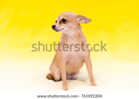 Little Toy Terrier on a yellow background