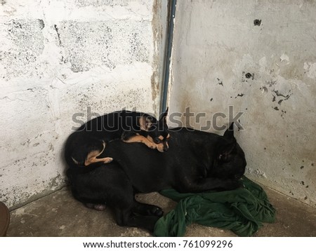 French bulldog sleep on cement floor, has Chihuahua dog lying on top, couple of cute dog, sleep time.